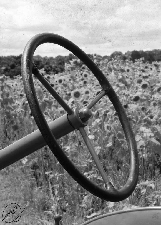 Steer, 2019. Canon EOS Rebel T5.