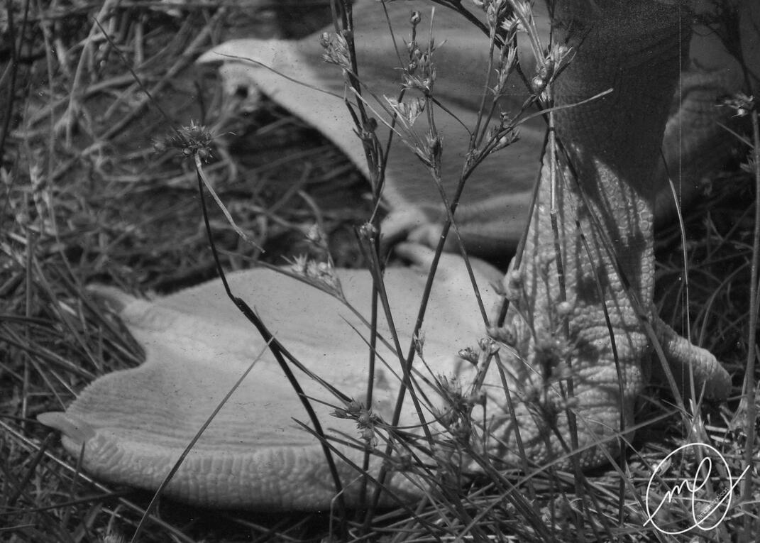 Webbed, 2017. Nikon Coolpix L820.