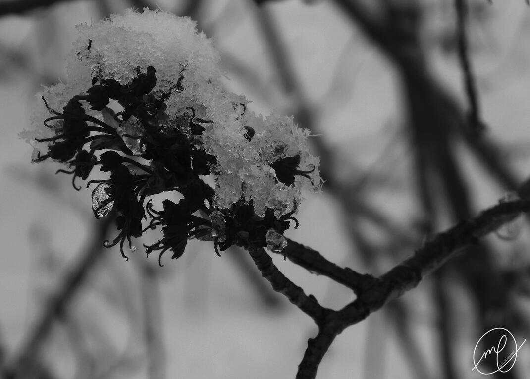 Snow Flower, 2018. Nikon Coolpix L820.