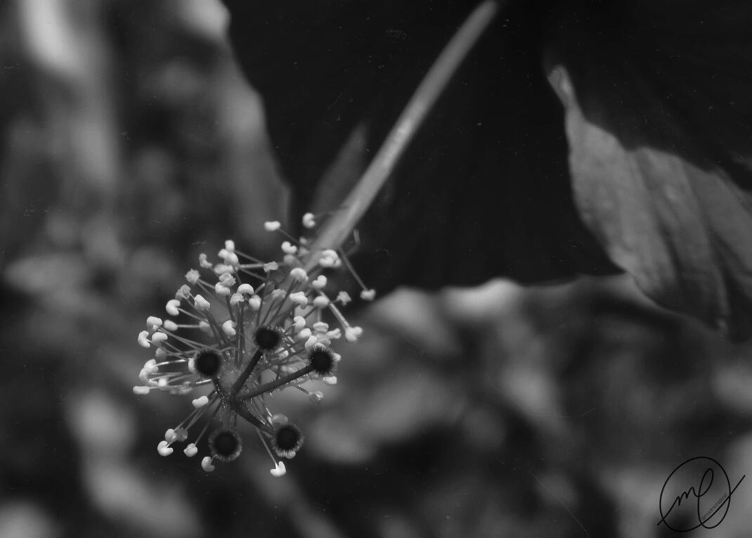 Flor de Maga, 2017. Carolina, Puerto Rico. Nikon Coolpix L820.