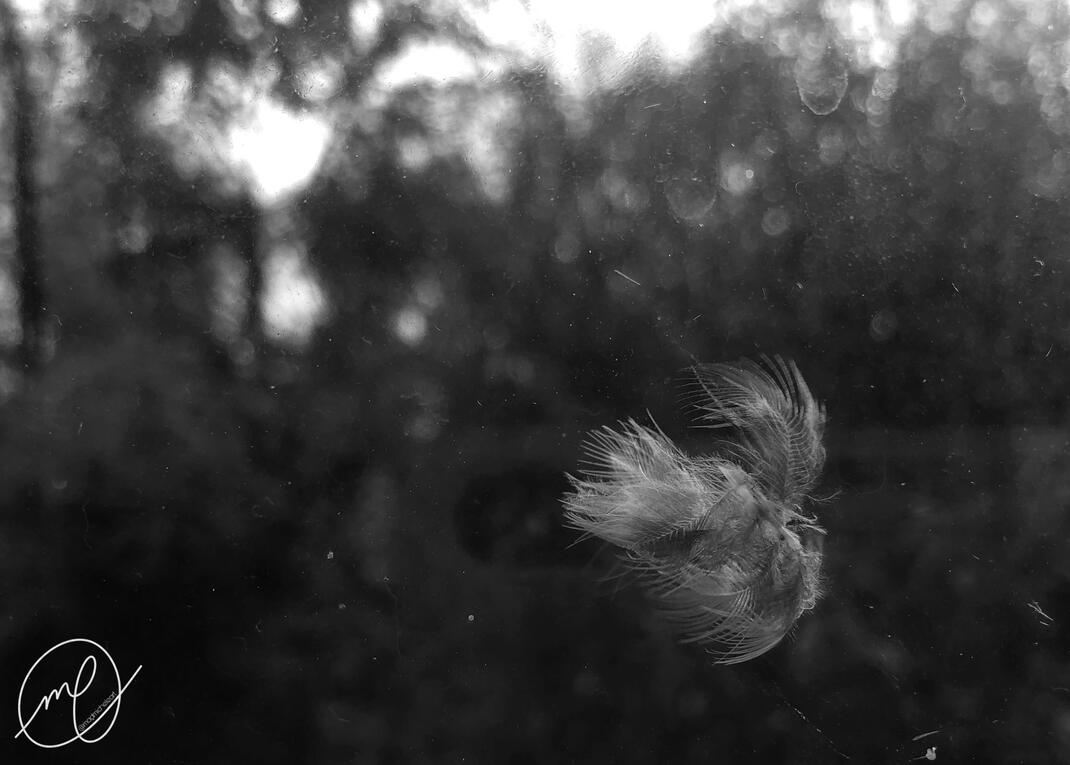 Cardinal Offering, 2023. iPhone X.