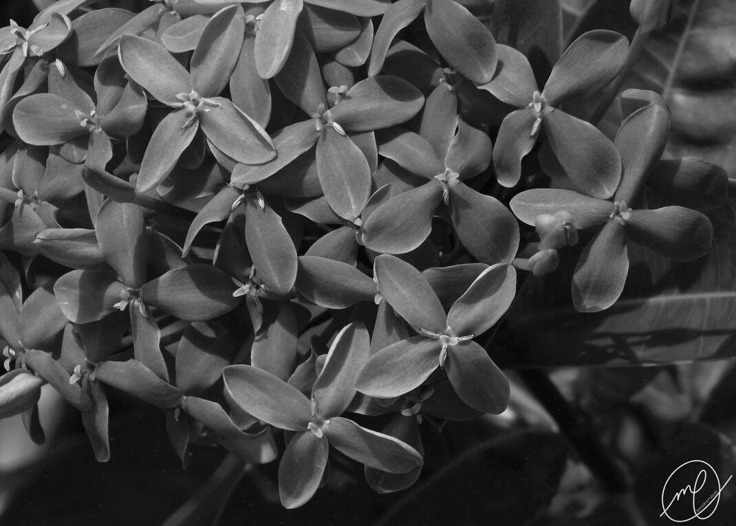 Jungle Geranium, 2016. Nikon Coolpix L820.