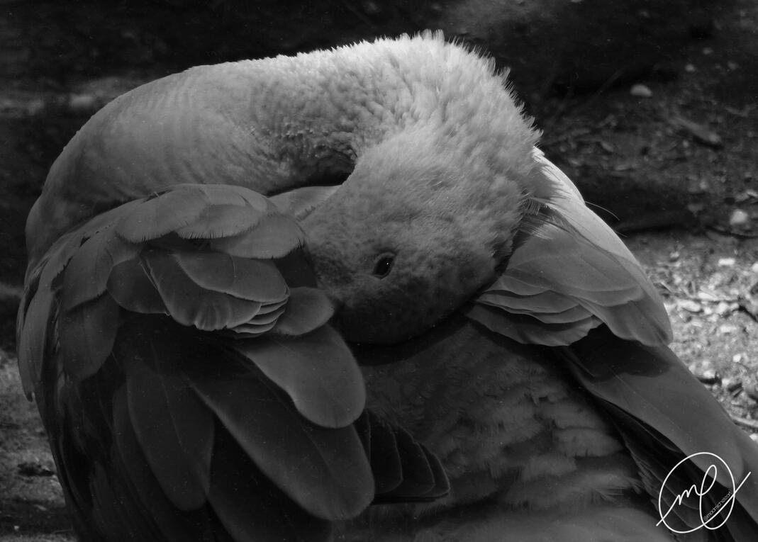 Nestled, 2017. Nikon Coolpix L820.