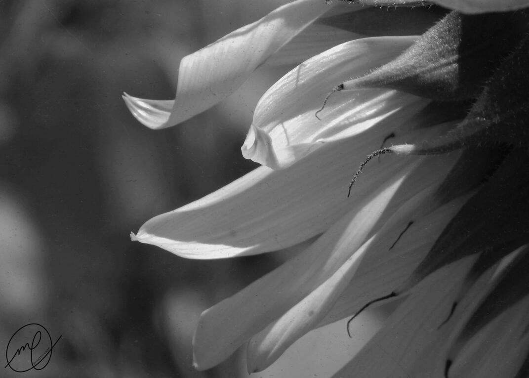 Petals of Sunlight, 2019. Canon EOS Rebel T5.