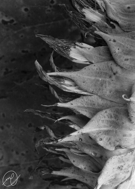 Honey Flower, 2019. Canon EOS Rebel T5.