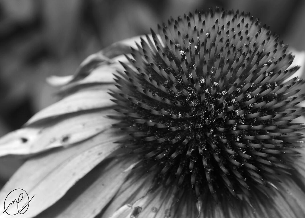 Helios, 2017. Nikon Coolpix L820.