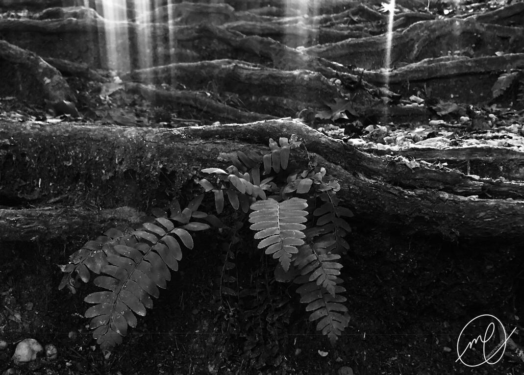 Antimony Yellow, 2023. iPhone X.