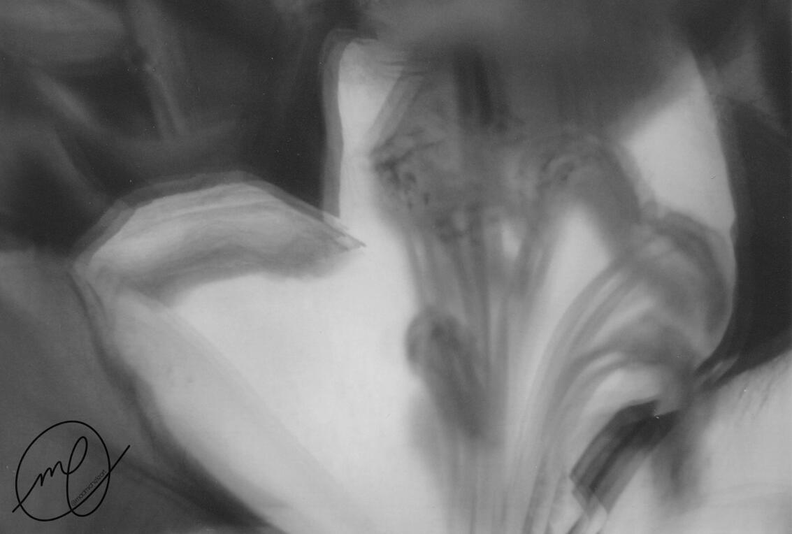 Apparition, 2014. Minolta Maxxum QTsi, 35mm.