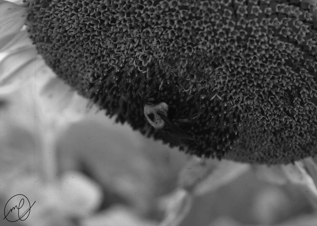 Pollinated Petals, 2019. Canon EOS Rebel T5.