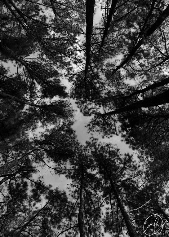 Crown Shyness, 2023. iPhone X.