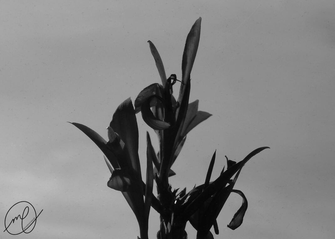 Dragon Blossom, 2017. Nikon Coolpix L820.