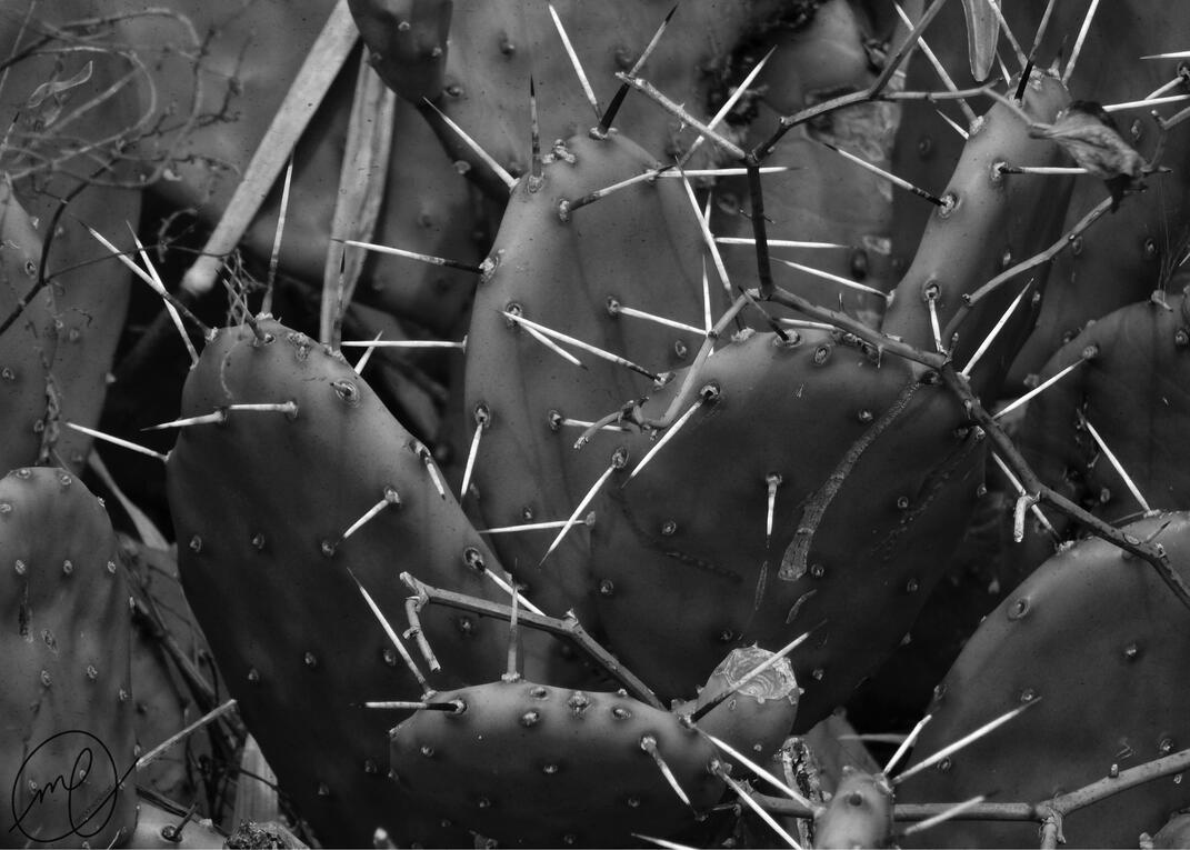 Prickly Pear, 2017. Nikon Coolpix L820.