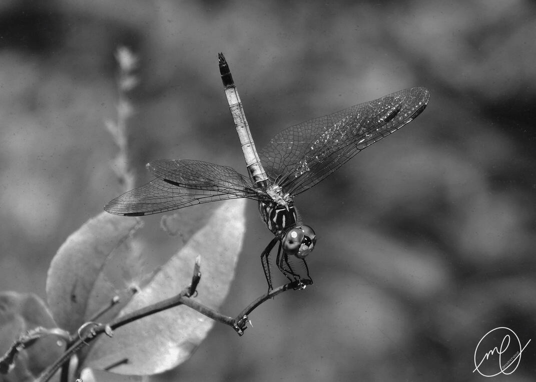 Perched Pachydiplax, 2017. Nikon Coolpix L820.