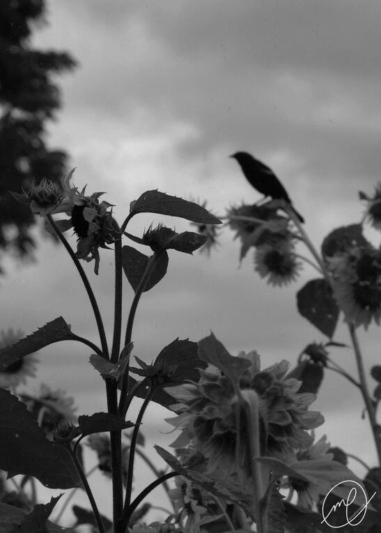 Autumn Corvid, 2019. Canon EOS Rebel T5.
