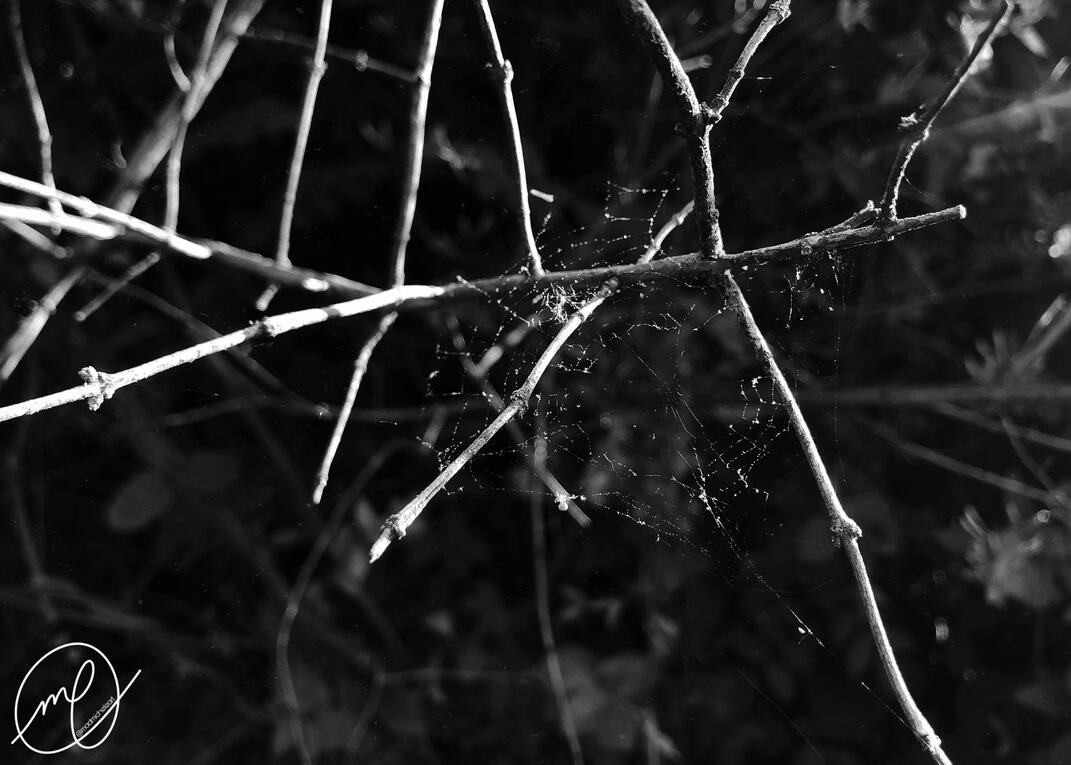 Delicate, 2022. iPhone X.