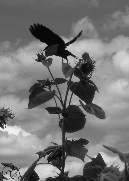 Take Flight, 2018. Canon EOS Rebel T5.