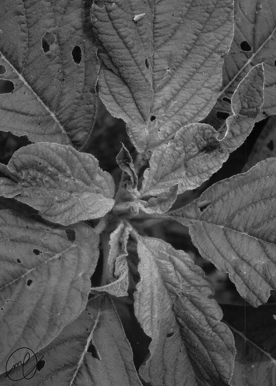 Brassica Oleracea, 2018. Canon EOS Rebel T5.