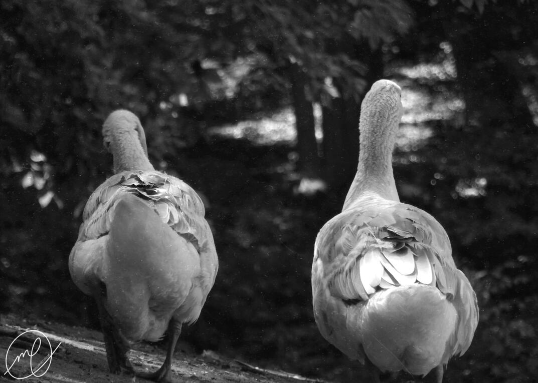 Goose Crossing, 2017. Nikon Coolpix L820.