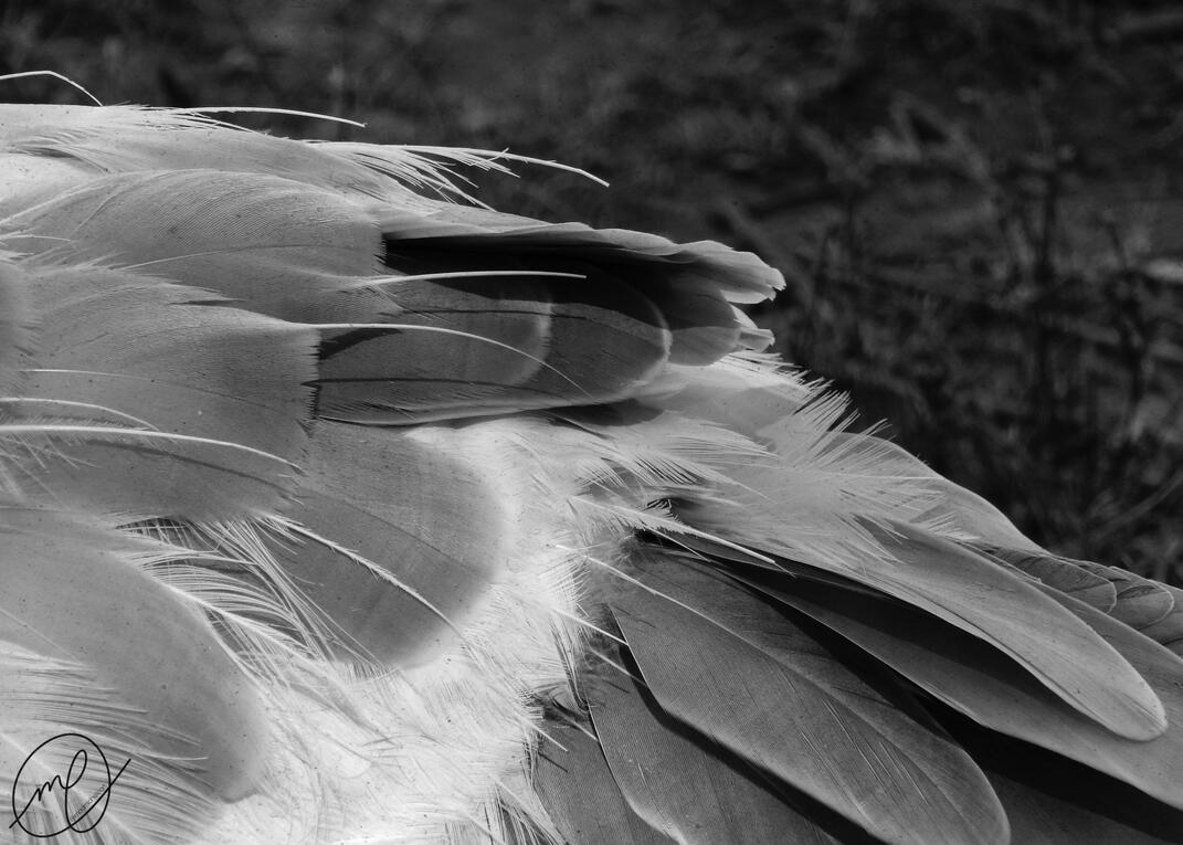 Cascade, 2017. Nikon Coolpix L820.