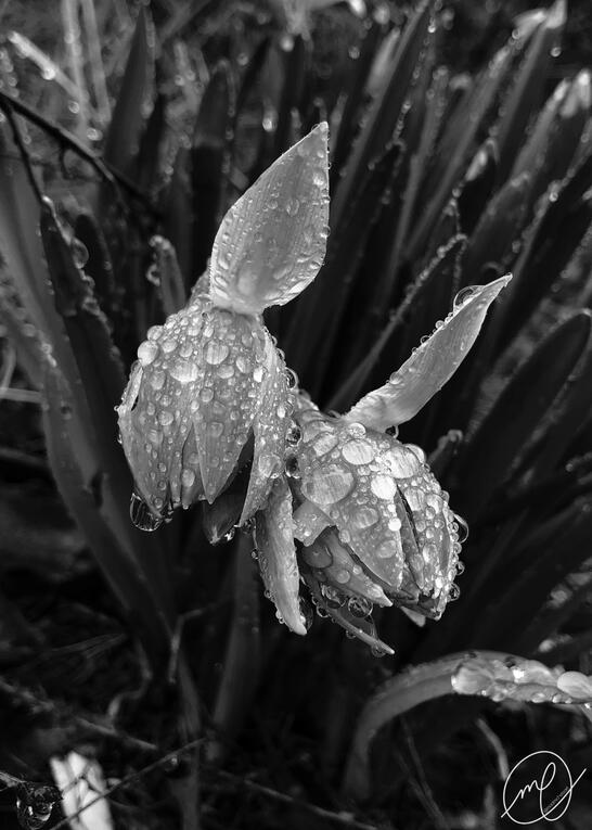 Audrey II, 2022. iPhone X.