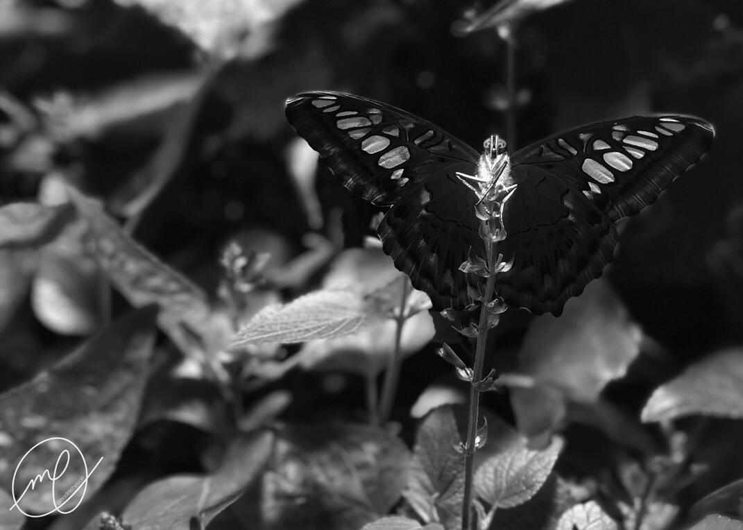In the Butterfly Garden, 2019. iPhone X.