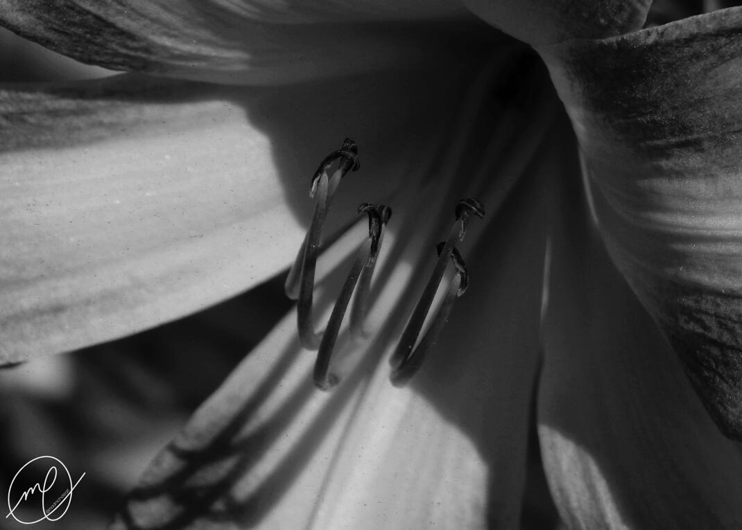 Tigress, 2017. Nikon Coolpix L820.