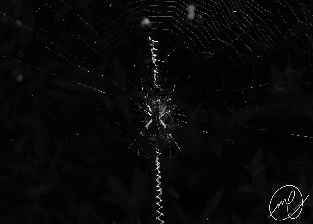 Woven Ladder, 2023. Canon EOS Rebel T5.