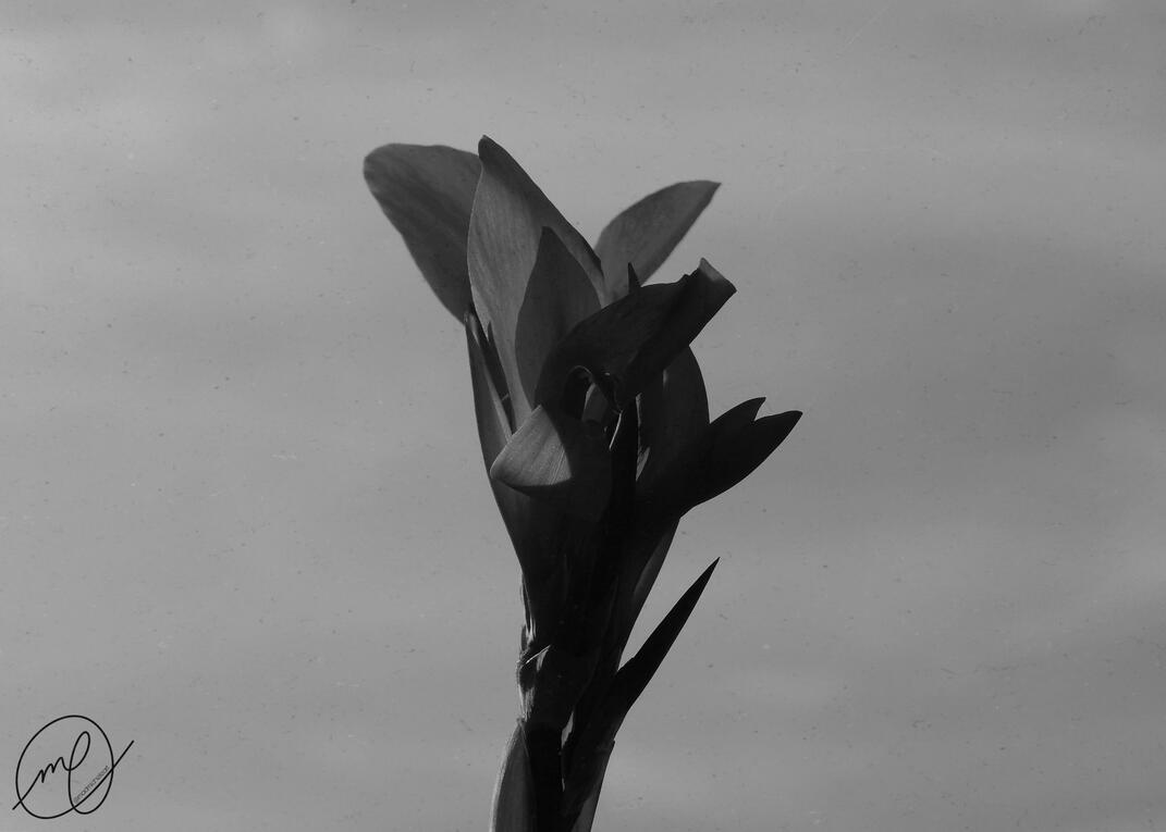 Efflorescence, 2017. Nikon Coolpix L820.