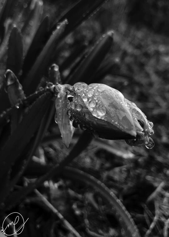 Seymour, 2019. iPhone X.